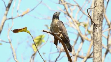  Doğulu akbaba, doğanın arka planında bir ağaç dalında. Şahin. Hayvanlar.