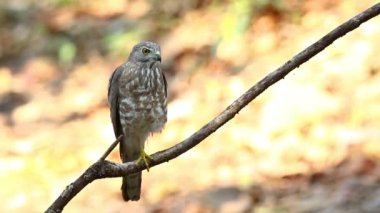 Shikra Kuşu (Accipiter badius) doğanın arka planında bir ağaç dalında. Şahin. Hayvanlar.