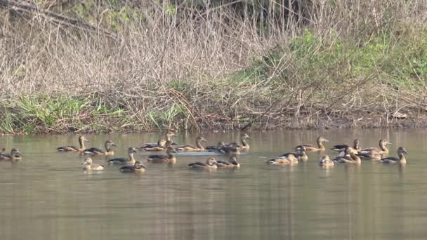 Flock Lesser Whistling Duck Dendrocygna Javanica Bird Animals — Vídeos de Stock