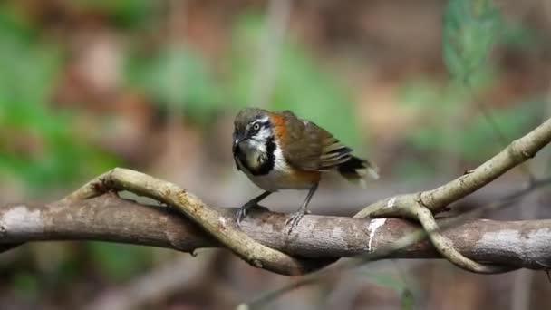 Lesser Necklaced Laughingthrush Garrulax Monileger Tree Branch Nature Background Bird — Stock Video