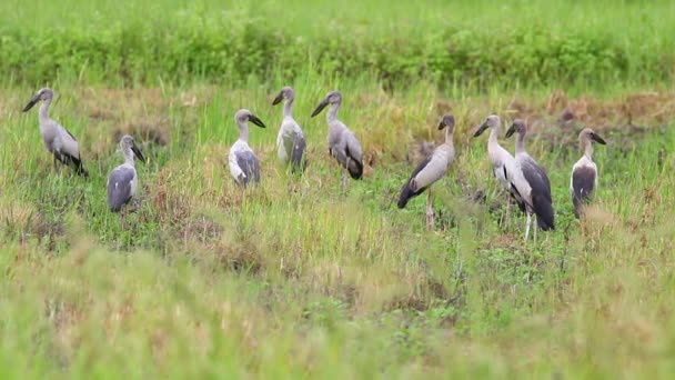 Asian Openbill Stock Bird Middle Field Natural Background Bird Animal — Stockvideo