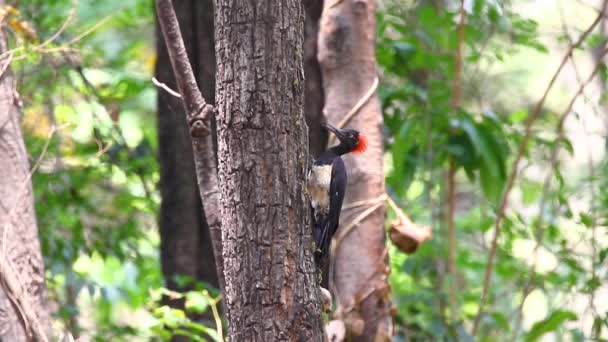 Beyaz Karınlı Ağaçkakan Dryocopus Javensis Büyük Bir Ağaca Tünemiştir Kuş — Stok video