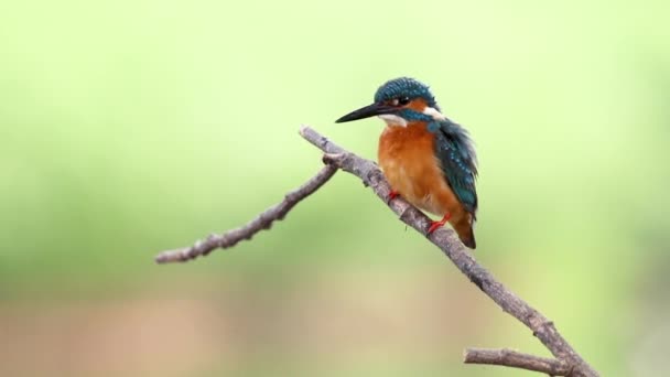 Pescador Común Posado Una Rama Bird Animales — Vídeos de Stock