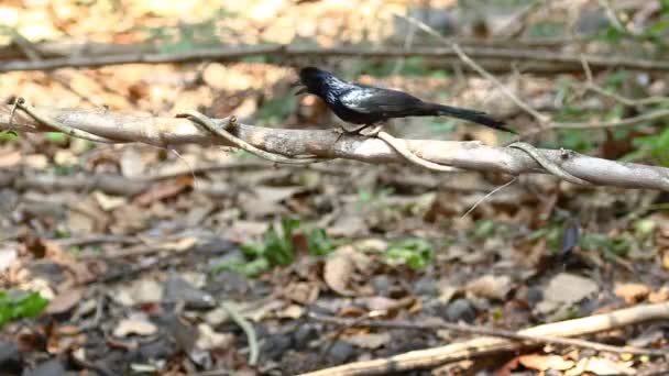 Drongo Wielkoogonowe Dicrurus Raadiseus Gałęzi Drzewa Tle Przyrody Ptak Zwierzęta — Wideo stockowe