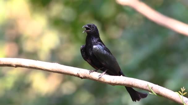 Włosy Czubaty Ptak Drongo Gałęzi Drzewa Tle Natury Zwierzęta — Wideo stockowe
