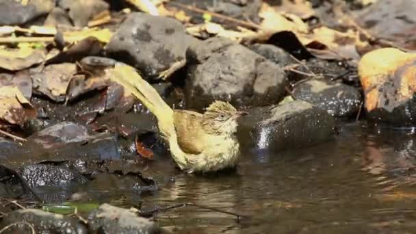 Streak Eared Bulbul Pycnonotus Blanfordi Playing Small Pond Nature Background — Wideo stockowe