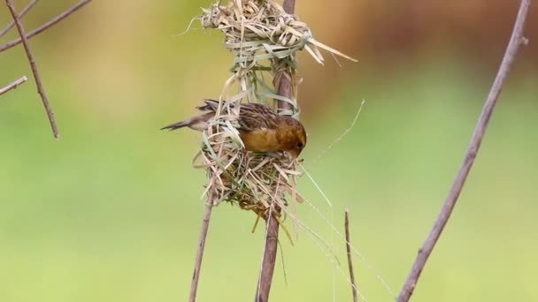 Female Baya Weaver Nesting Nature Background Bird Animals — стоковое видео
