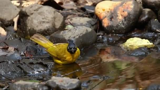 Black Capped Bulbul Rubigula Melanictera Playing Small Pond Nature Background — стоковое видео
