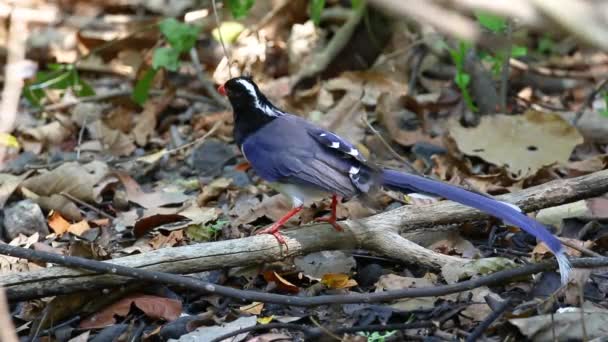 Red Billed Blue Magpie Bird Perched Branch Nature Background Birds — Stock video