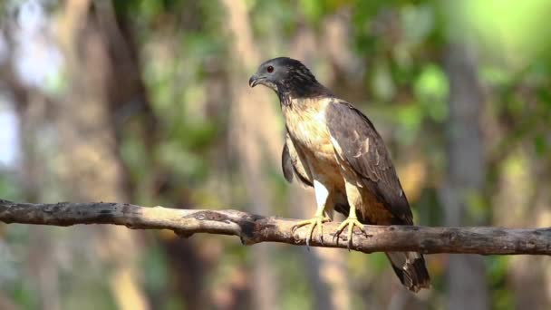 Oosterse Honing Buizerd Vogel Een Boomtak Achtergrond Van Natuur Havik — Stockvideo