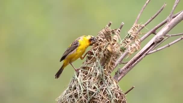 Male Baya Weaver Nesting Nature Background Bird Animals — Video