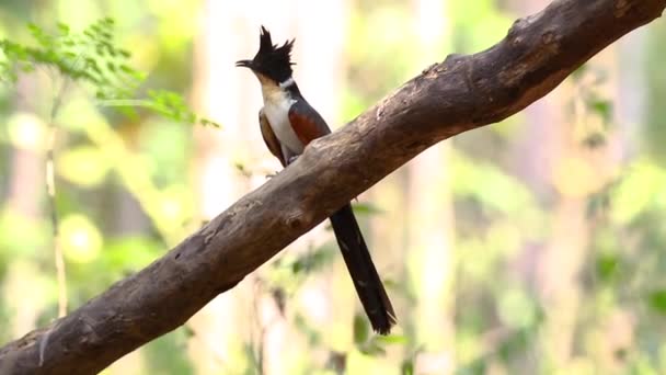 栗树长有翅膀的杜鹃 在自然背景的树枝上 — 图库视频影像