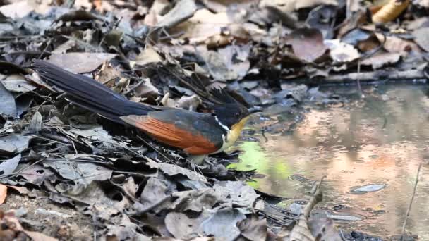 Chestnut Winged Cuckoo Clamator Coromandus Standing Drinking Water Nature Background — Vídeo de Stock