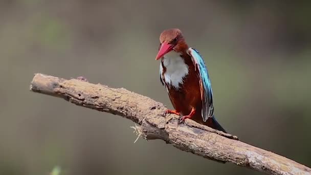 Vitstrupig Kingfisher Trädgren Natur Bakgrund Fågel Djur — Stockvideo