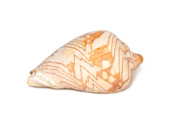 Image of andaman seashell (cymbiola nobilis) on a white background. Undersea Animals. Sea shells.
