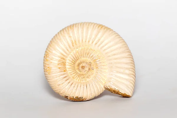 Image Ammonite White Background Fossil Sea Shells — Fotografia de Stock