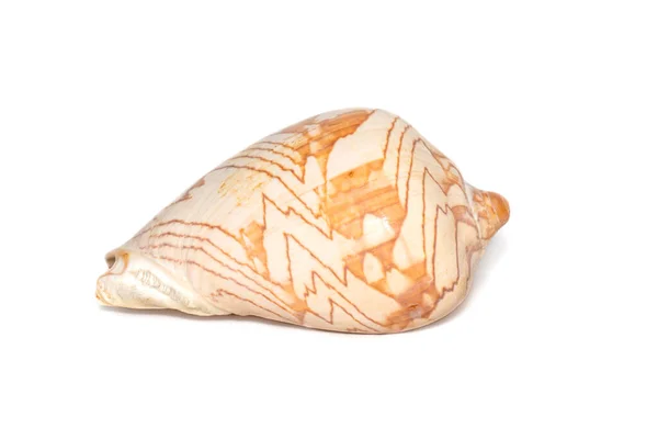 Image Andaman Seashell Cymbiola Nobilis White Background Undersea Animals Sea — Stock Fotó