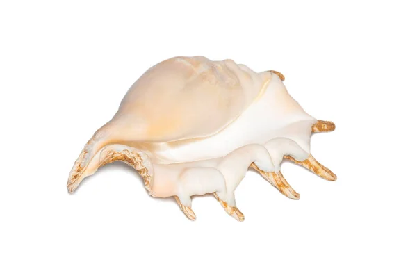 Image Spider Conch Seashell White Background Sea Shells Undersea Animals — 图库照片