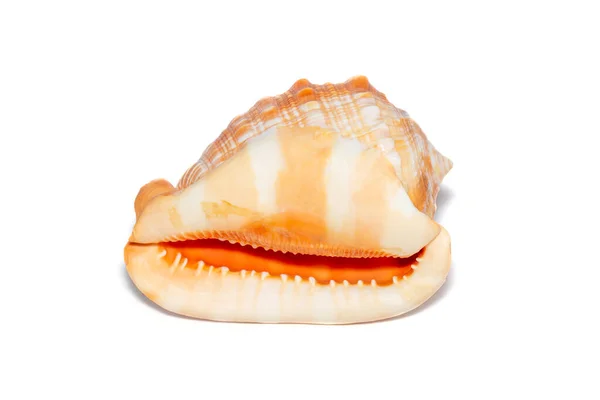 Image Sea Shell Orange Cassis Cornuta White Background Undersea Animals — 图库照片