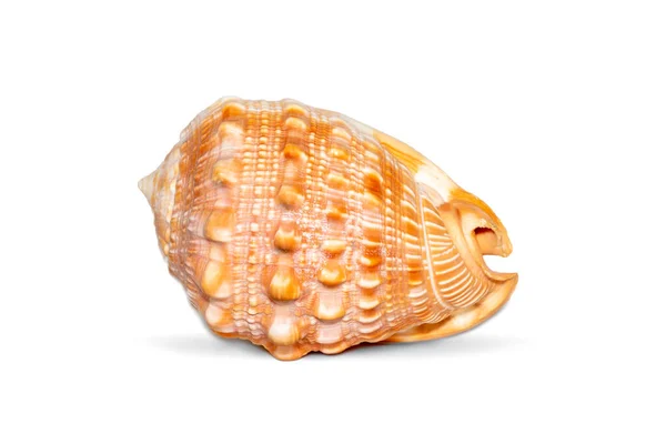 Image Sea Shell Orange Cassis Cornuta White Background Undersea Animals —  Fotos de Stock