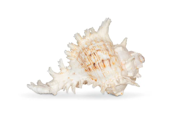 Image Natural Large Conch Shell Kirin Snail Thousands White Background — Fotografia de Stock