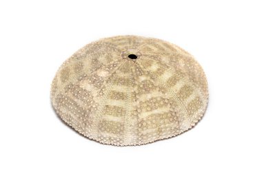 Image of Sea Urchin Shell on a white background. Sea shells. Undersea Animals.