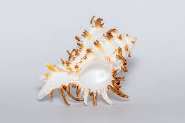 Image of chicoreus ramosus seashell common name the ramose murex or branched murex on a white background. Sea shells. Undersea Animals.
