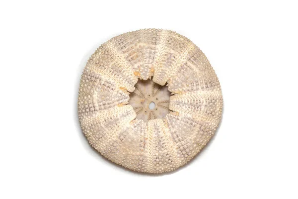 Image Sea Urchin Shell White Background Sea Shells Undersea Animals — Fotografia de Stock