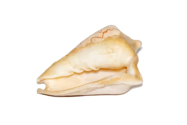 Image Andaman Seashell Cymbiola Nobilis White Background Undersea Animals Sea — Stok fotoğraf