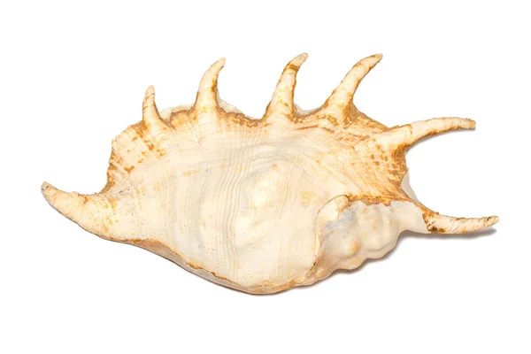 Image Spider Conch Seashell Lambis Truncata White Background Sea Shells — стоковое фото