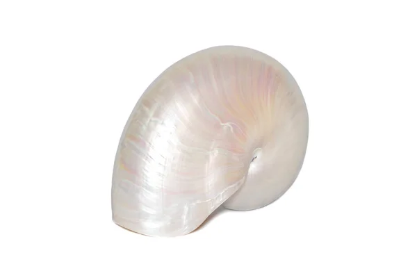 Image Pearl Shell Nautilus Pompilius White Background Sea Shells Undersea — 图库照片