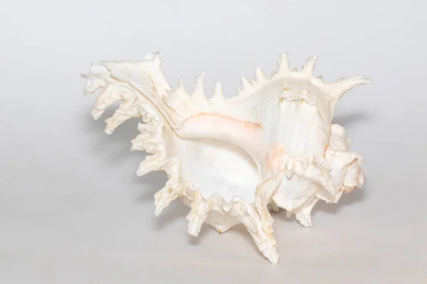 Image Chicoreus Ramosus Seashell White Background Sea Shells Undersea Animals — Stockfoto