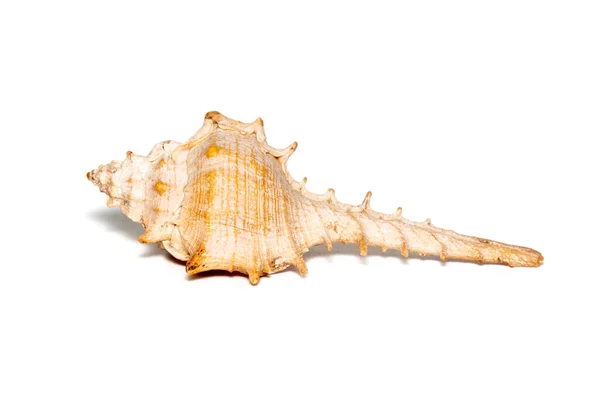 Image Thorn Conch Shell White Background Undersea Animals Sea Shells — Stockfoto