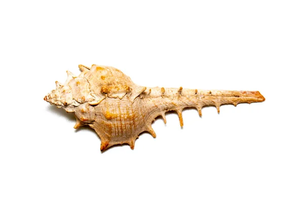 Image Thorn Conch Shell White Background Undersea Animals Sea Shells — Fotografia de Stock