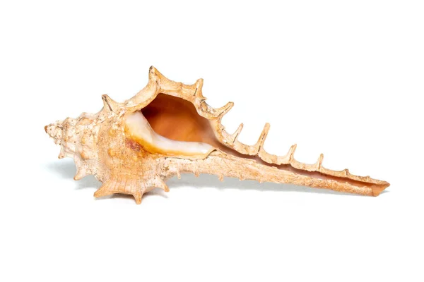 Image Thorn Conch Shell White Background Undersea Animals Sea Shells — стоковое фото