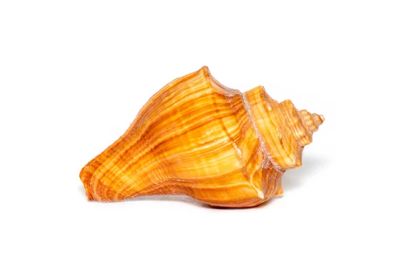 Image Brown Conch Sea Shell White Background Undersea Animals Sea — Stock Photo, Image