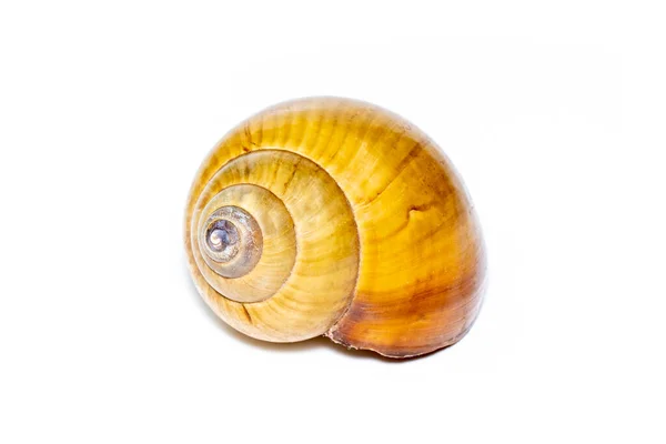 Image Brown Spiral Sea Shell White Background Undersea Animals Sea — стоковое фото