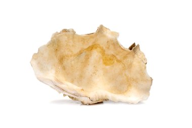 Image of Crocus Giant Clam (Tridacna crocea). on a white background. Sea shells. Undersea Animals.