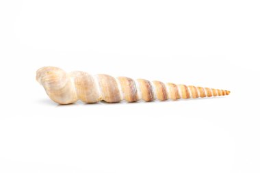 Image of pointed cone shell (Terebridae) on a white background. Undersea Animals. Sea Shells.