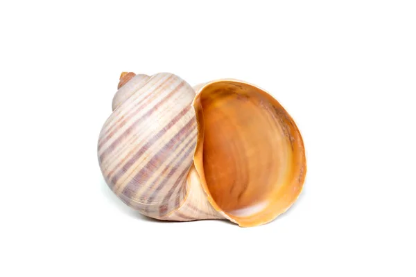 Image Large Empty Ocean Snail Shell White Background Undersea Animals — Fotografia de Stock