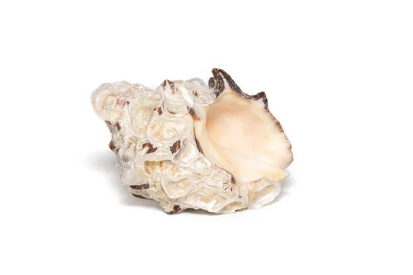 Изображение Reishia Bitubercularis Seashells Белом Фоне Подводные Животные Морские Ракушки — стоковое фото