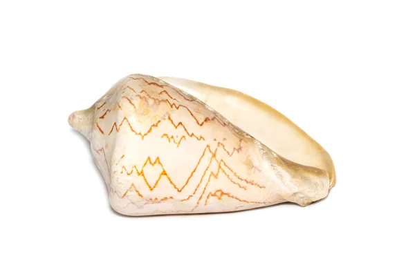 Image Andaman Seashell Cymbiola Nobilis White Background Undersea Animals Sea — стоковое фото