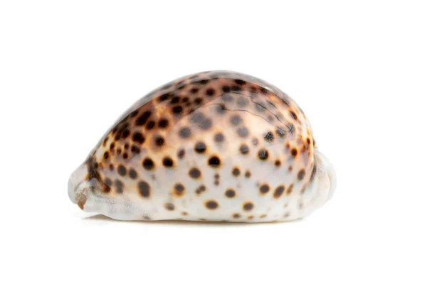 Image Tiger Cowrie Cypraea Tigris White Background Undersea Animals Sea —  Fotos de Stock