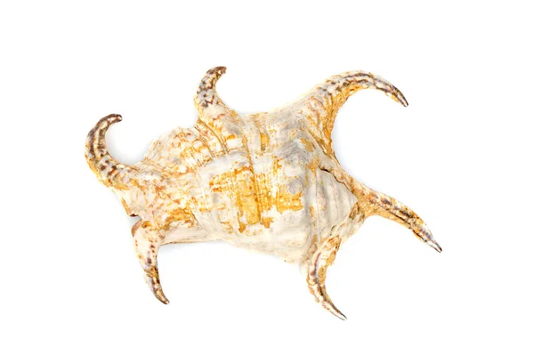 Image Lambis Chiragra Harpago Chiragra White Background Undersea Animals Sea — Stockfoto