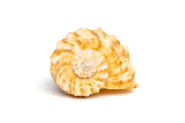 Image Seashell Rapana Rapiformis White Background Undersea Animals Sea Shells —  Fotos de Stock