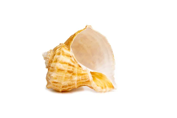 Image Seashell Rapana Rapiformis White Background Undersea Animals Sea Shells — Stock Fotó