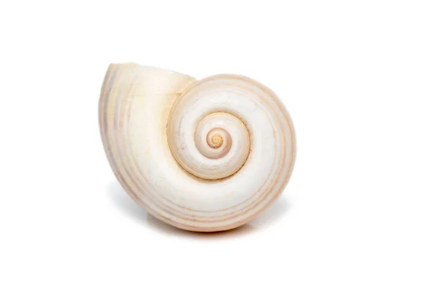 Image Large Empty Ocean Snail Shell White Background Undersea Animals — Photo