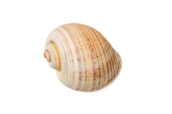 Image Large Empty Ocean Snail Shell White Background Undersea Animals — Stock Fotó
