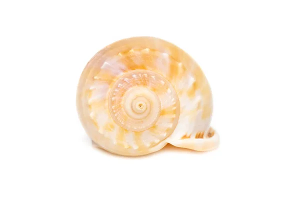 Image Grey Bonnet Phalium Glaucum Seashells White Background Undersea Animals — 스톡 사진