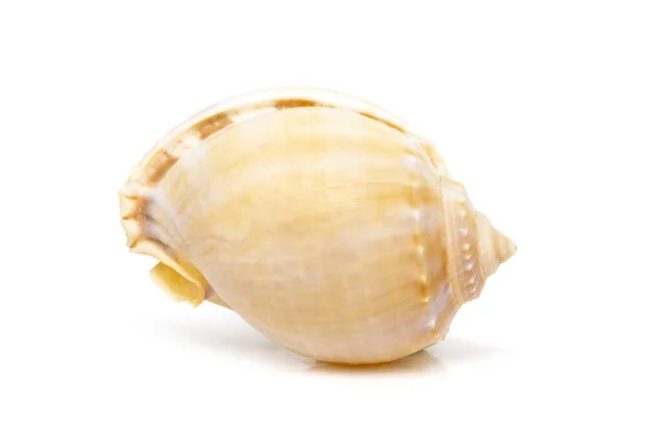 Image Grey Bonnet Phalium Glaucum Seashells White Background Undersea Animals —  Fotos de Stock